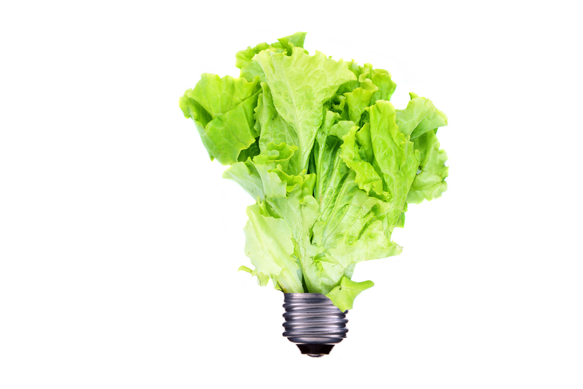 a lettuce light bulb