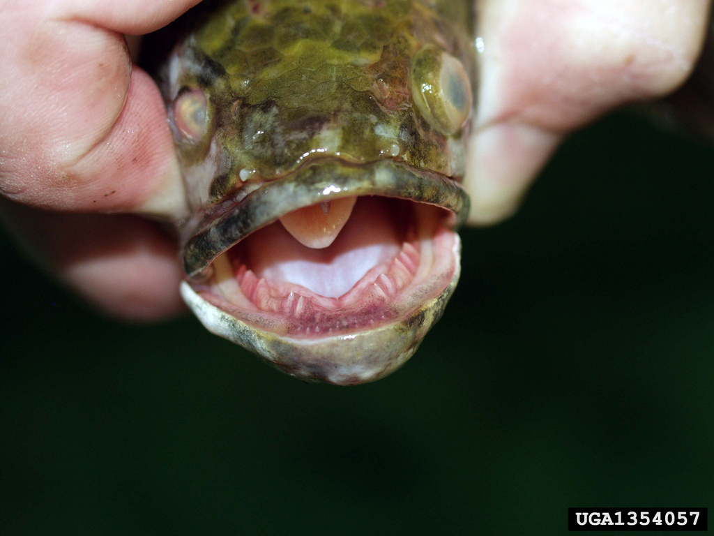 There may be terrifying predatory land-walking fish in Central Park