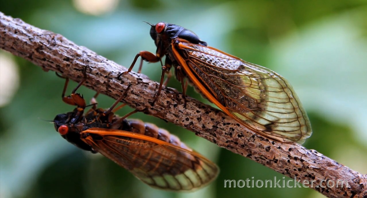 This poignant film will make you fall in love with cicadas | Grist