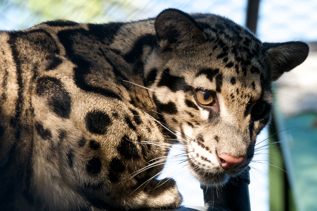 The Formosan clouded leopard has been declared extinct | Grist