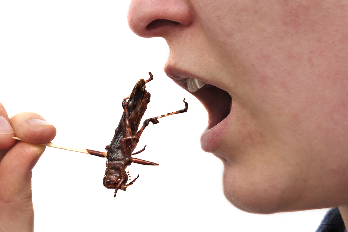 what is insect-eating