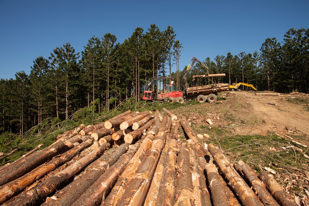 U.S. trees burned in British coal plants count as renewable energy. WTF ...