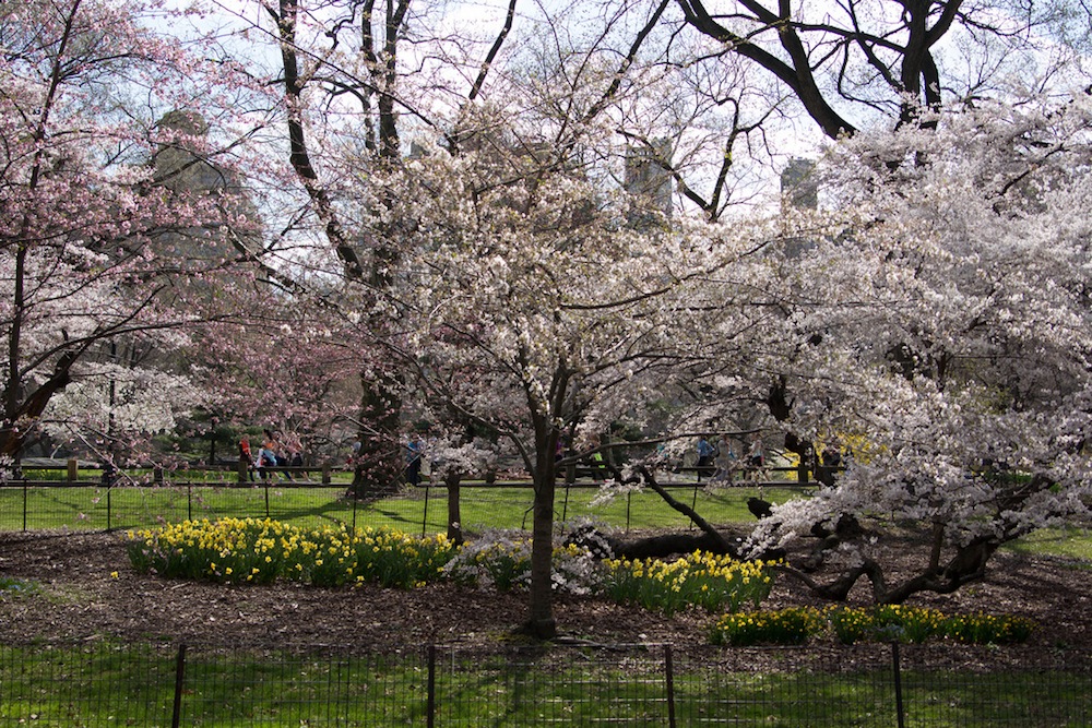 Trees in Central Park