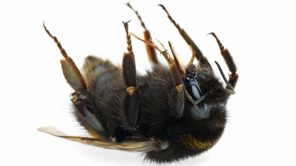 dead bumblebee