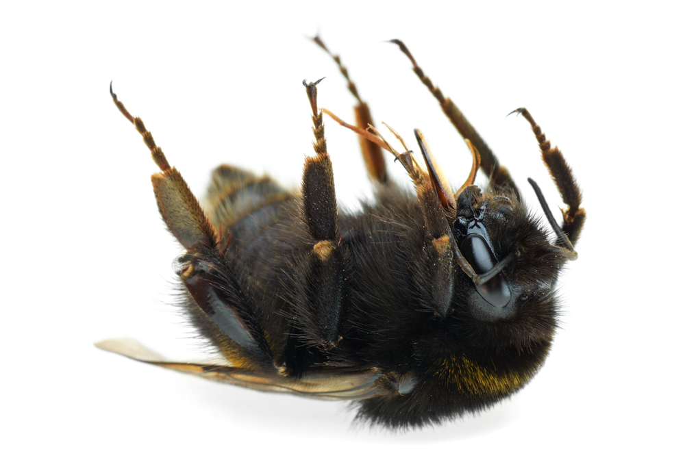 dead bumblebee