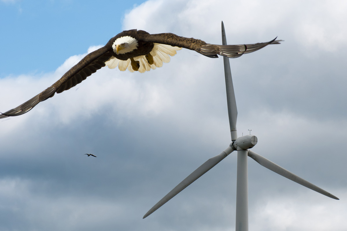 eagle near wind turbine