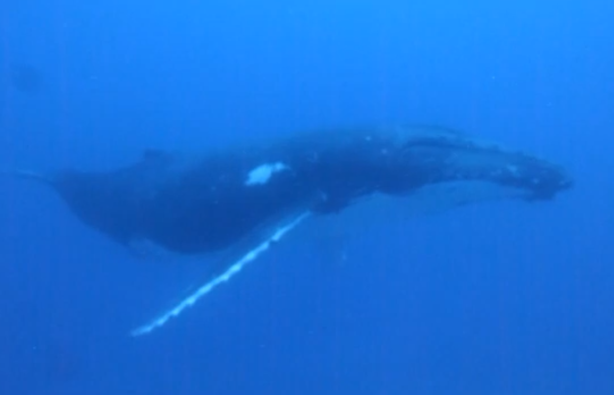 Video of divers encountering a humpback whale will remove all the