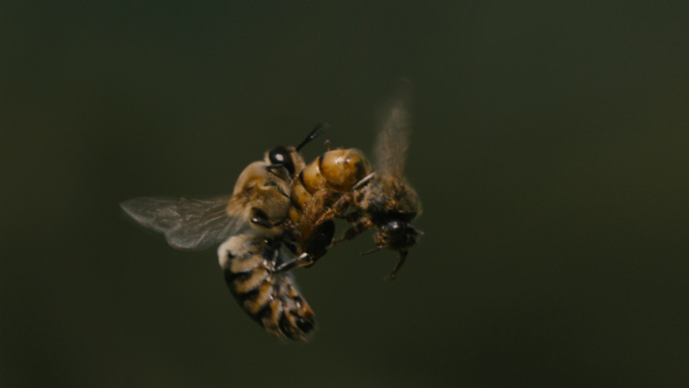 Honey Bee - Oh beehive: This pollinator porn will make you fall in love with bees |  Grist