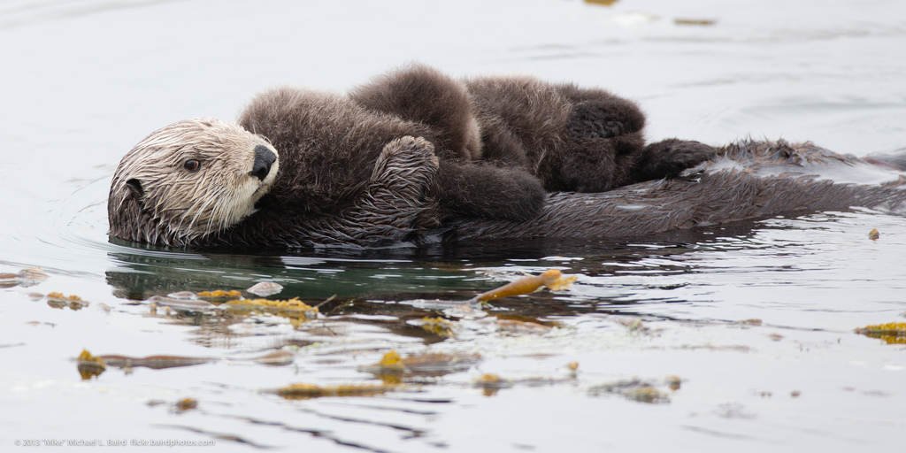 Twin Sea Otters Floating Around On Their Mom Are The Cutest, Saddest 