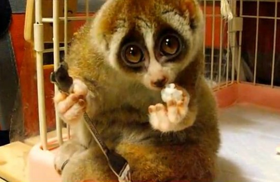 slow loris cuddly toy