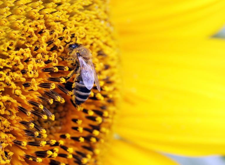 A bee on a sunflower