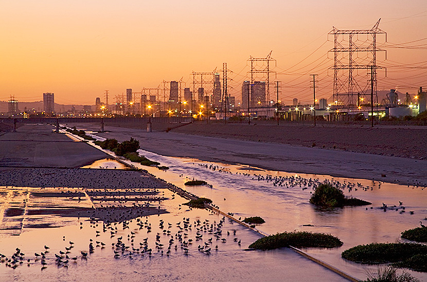 Waterfowl flock along a long concreted stretch of the LA river at sunset with the downtown skyline in the background.
