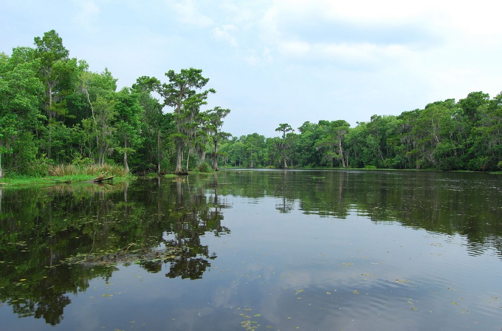 Big Oil sued for destroying wetlands around Gulf of Mexico | Grist