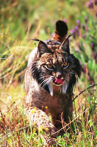 The awesome-looking Iberian lynx might not go extinct after all | Grist