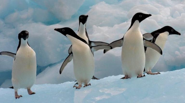 Penguins in Antarctica