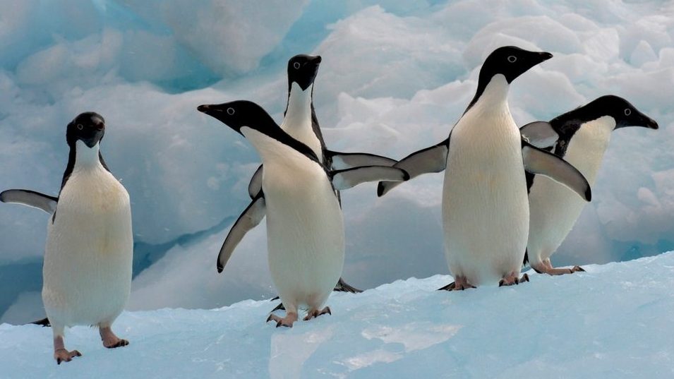 Penguins in Antarctica