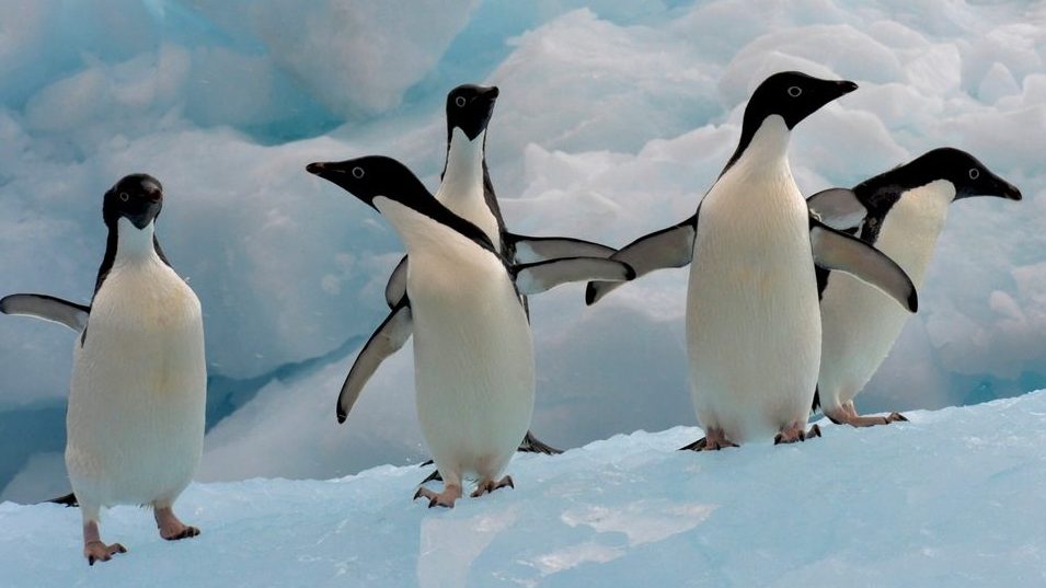 Good news for penguins: World's largest marine reserve could be established  around Antarctica | Grist