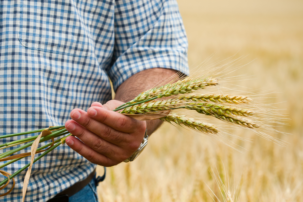 farmer holding wheat