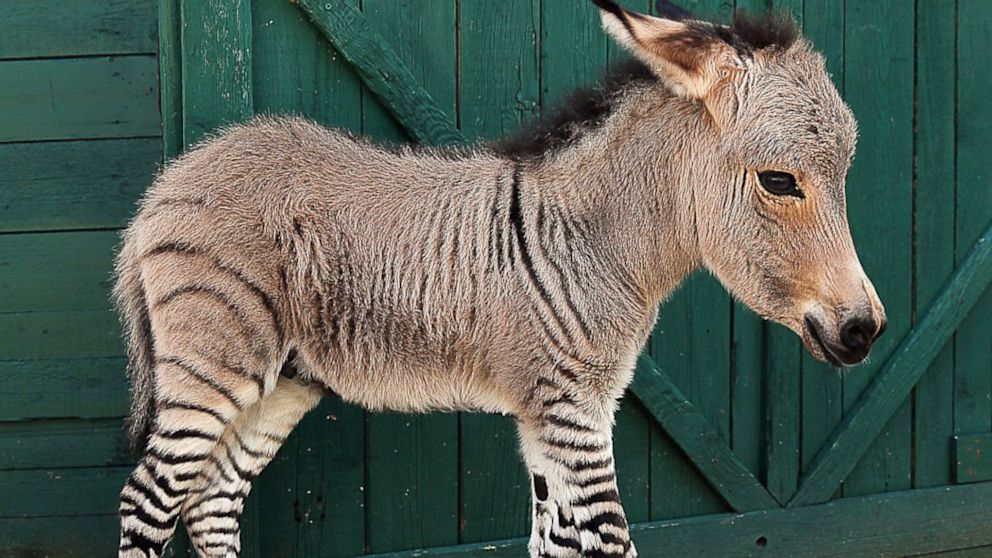 Rare baby zonkey born in Italy