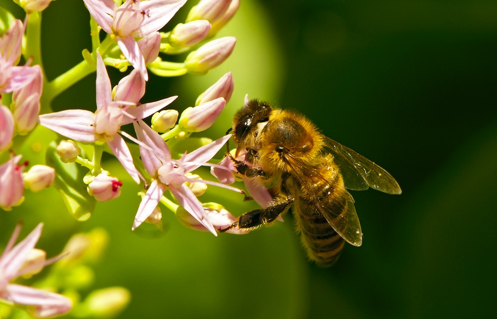 honey bees on flowers
