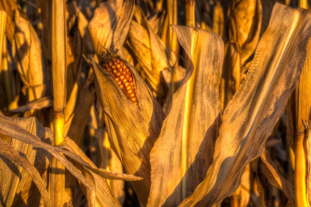 Drought corn