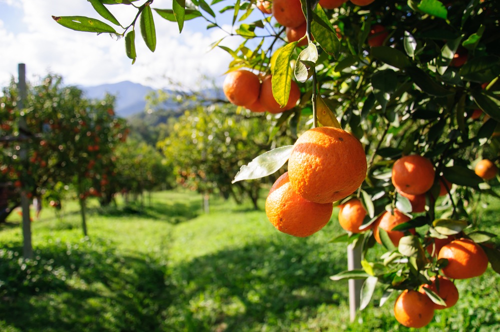 An orange grove
