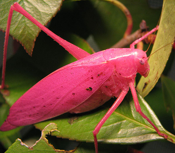 pink katydid facts