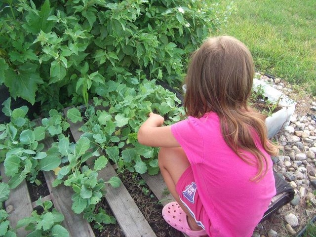 Government officials shut down 4-year-old’s vegetable garden | Grist