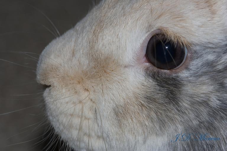 Animals in pants are officially a trend | Grist