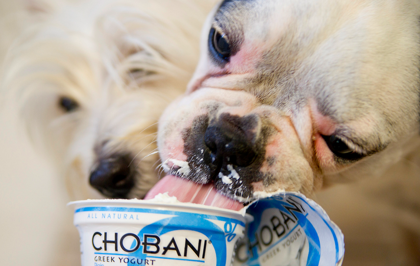 does yogurt help sick dogs
