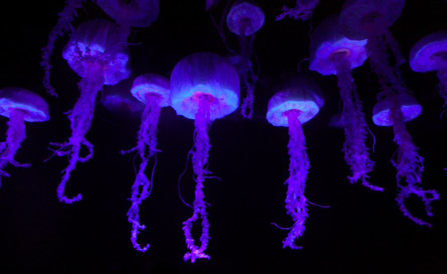 Forget zombies; we should be fighting jellyfish