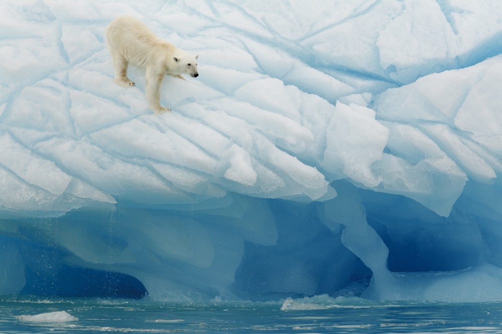 A polar bear on Arctic Ice