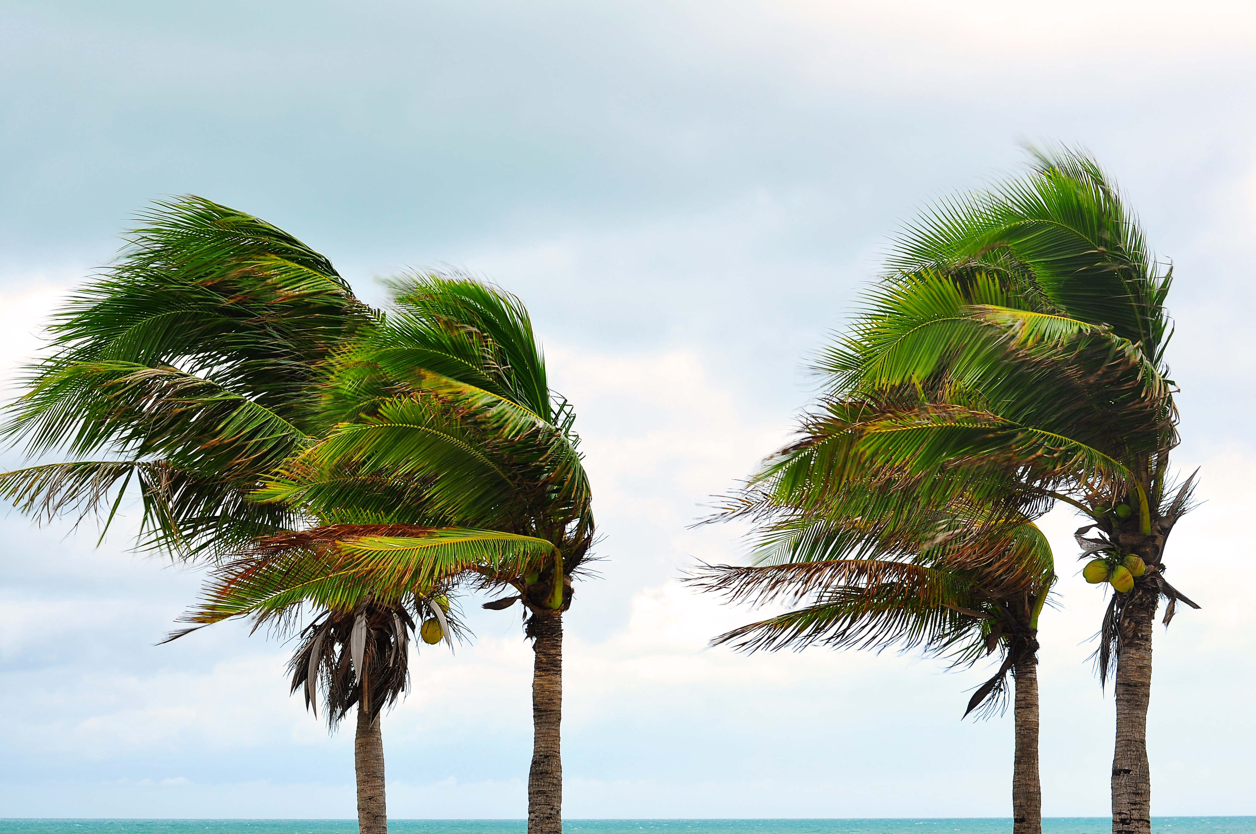 palm trees in a storm