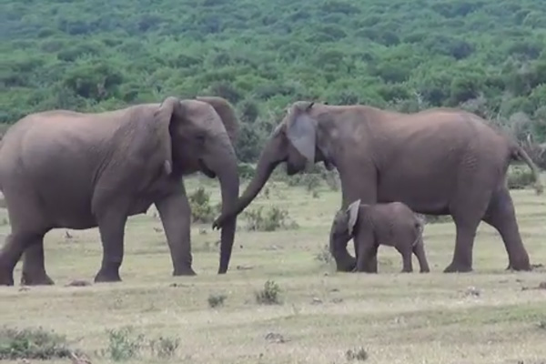 Elephant family reunites.