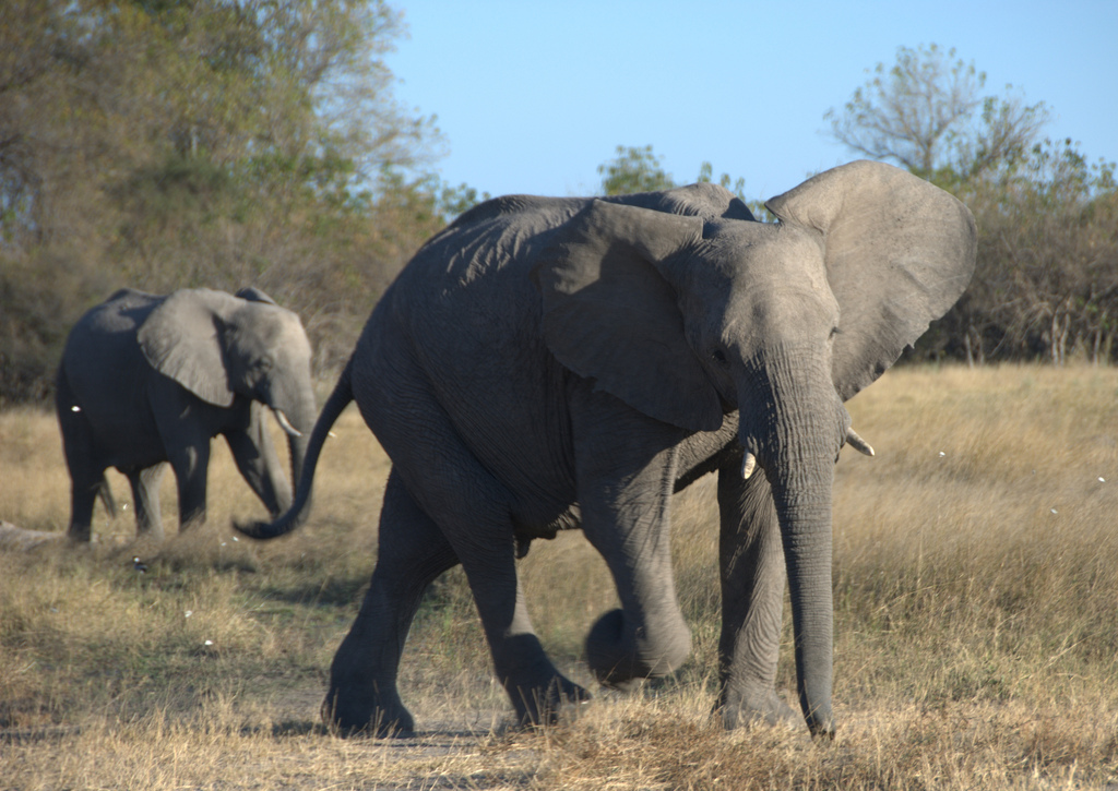 Drones are protecting elephants by scaring the bejeezus out of them | Grist