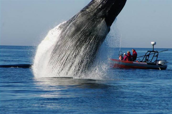 This whale stuck by her trapped friend while rescuers freed her | Grist