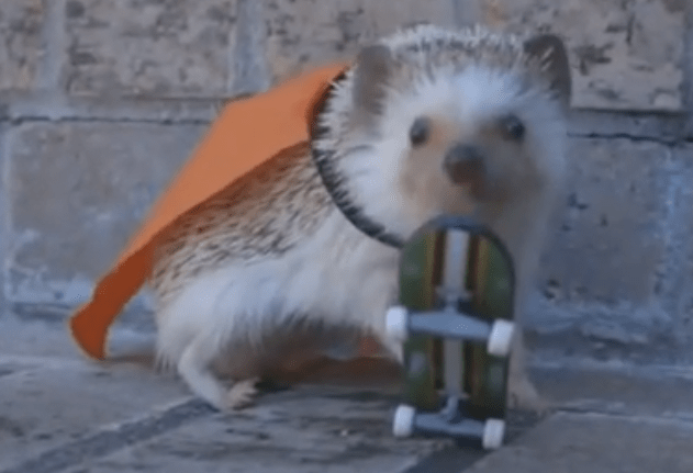 Rescued Hedgehog With Cape And Skateboard Is Almost Too Cute To Believe Grist