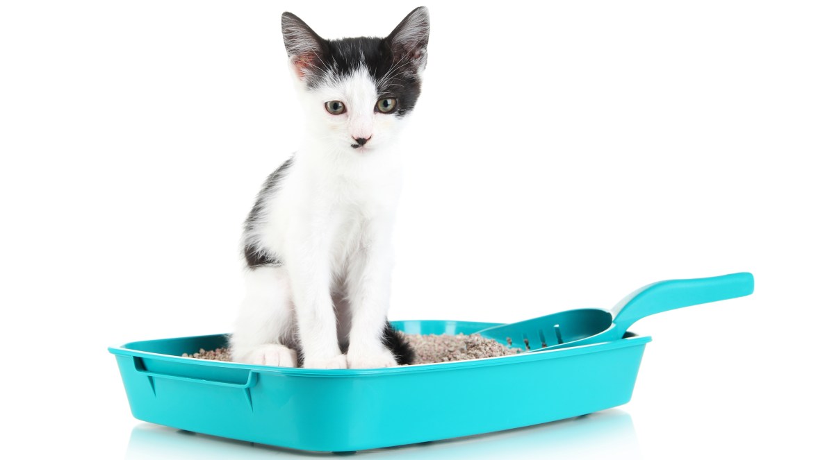Ask Umbra Which kitty litter option is best? Grist