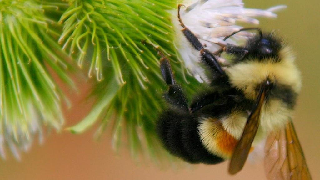 Rusty patched bumble bee