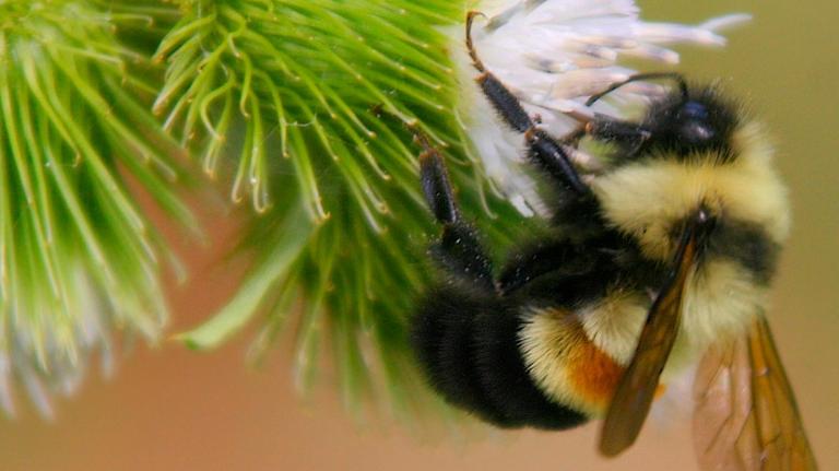 Rusty patched bumble bee