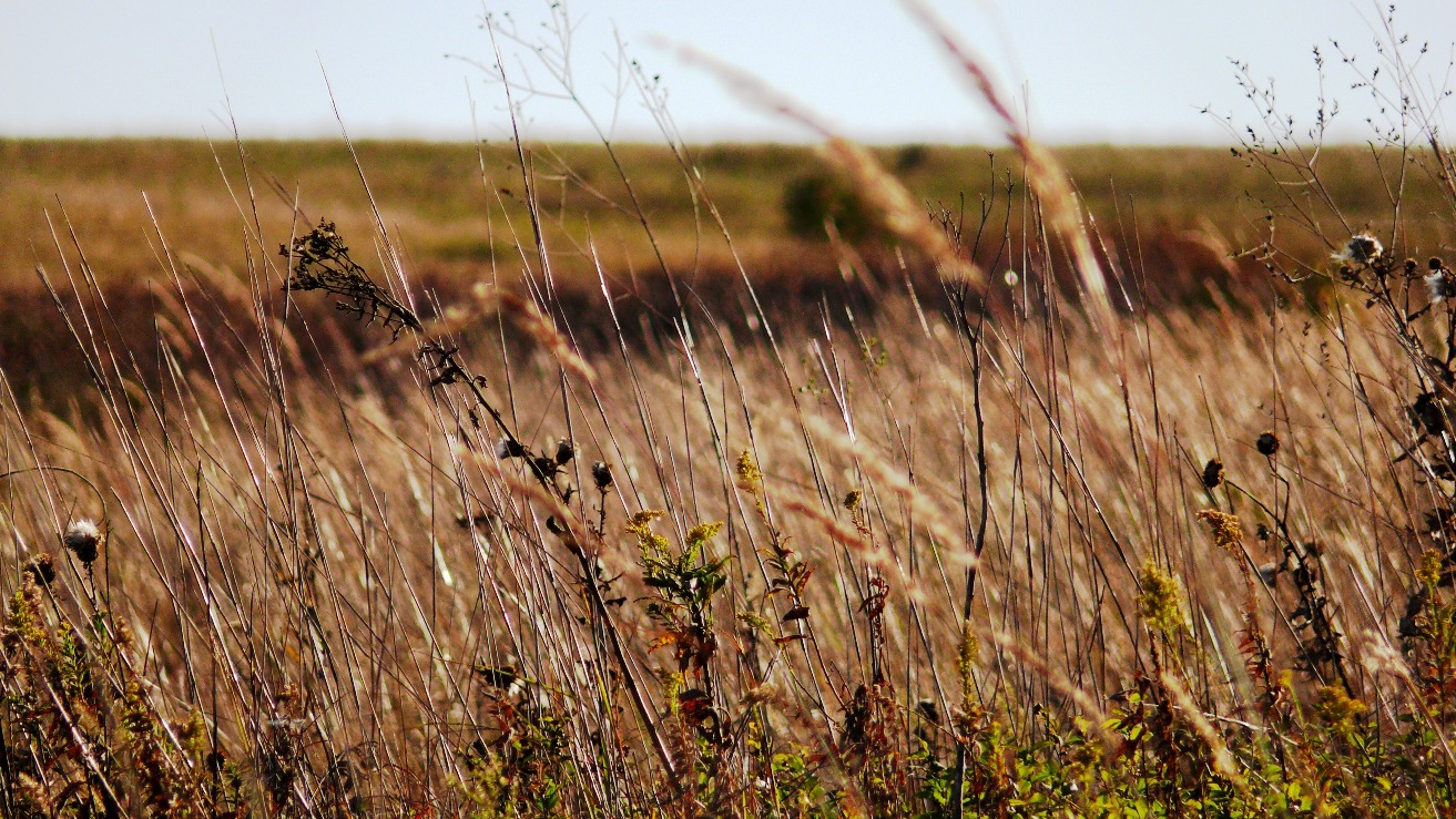 Grass blowing in Nebraska