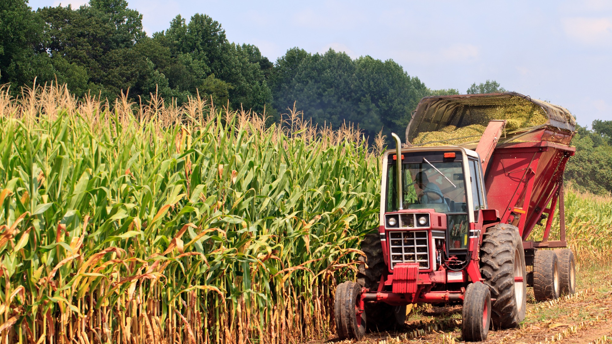 More corn grown in U.S. this year than ever before. Thanks, biofuels