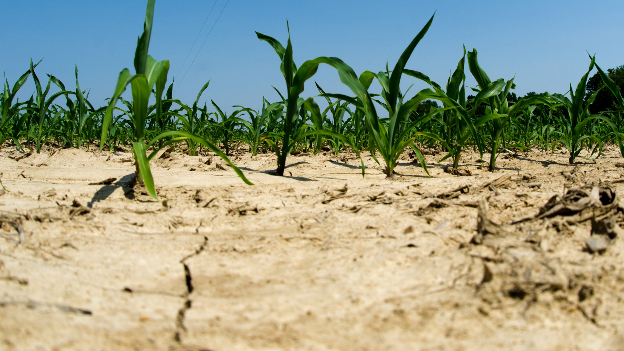 Drought-afflicted cornfield