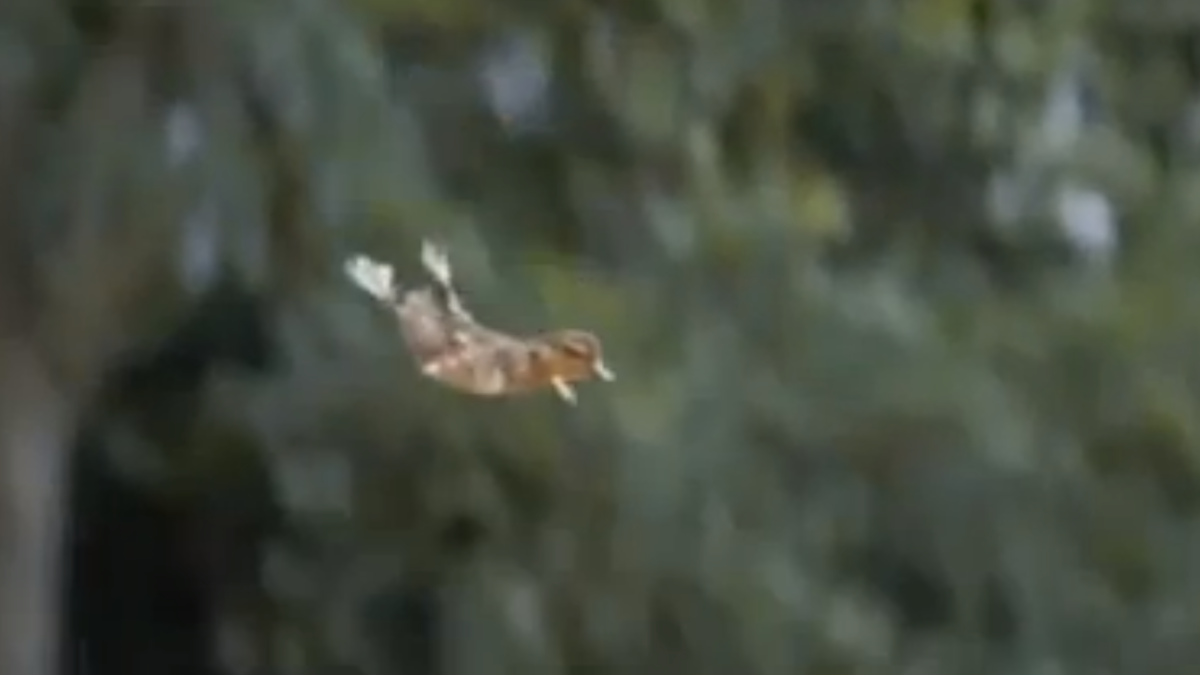 Watch a banker rescue baby ducklings as they fall from a ledge | Grist