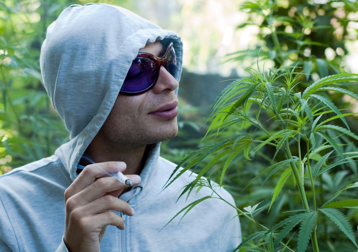 Weed could be resistant to GMO labeling in Colorado | Grist