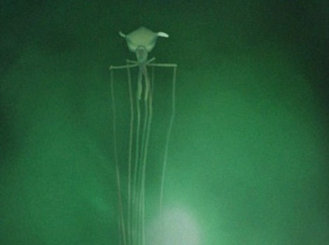 Enjoy your nightmares about this squid and its creepy extra-long