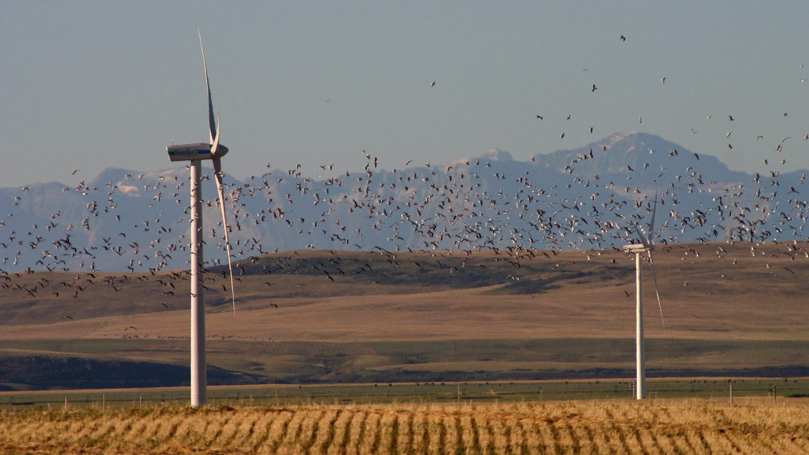 birds and turbines