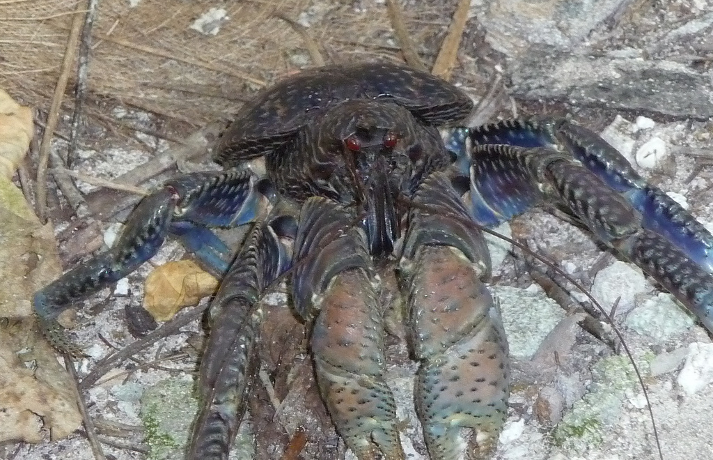 We’d admire these dogsized crabs for being good at recycling, if we