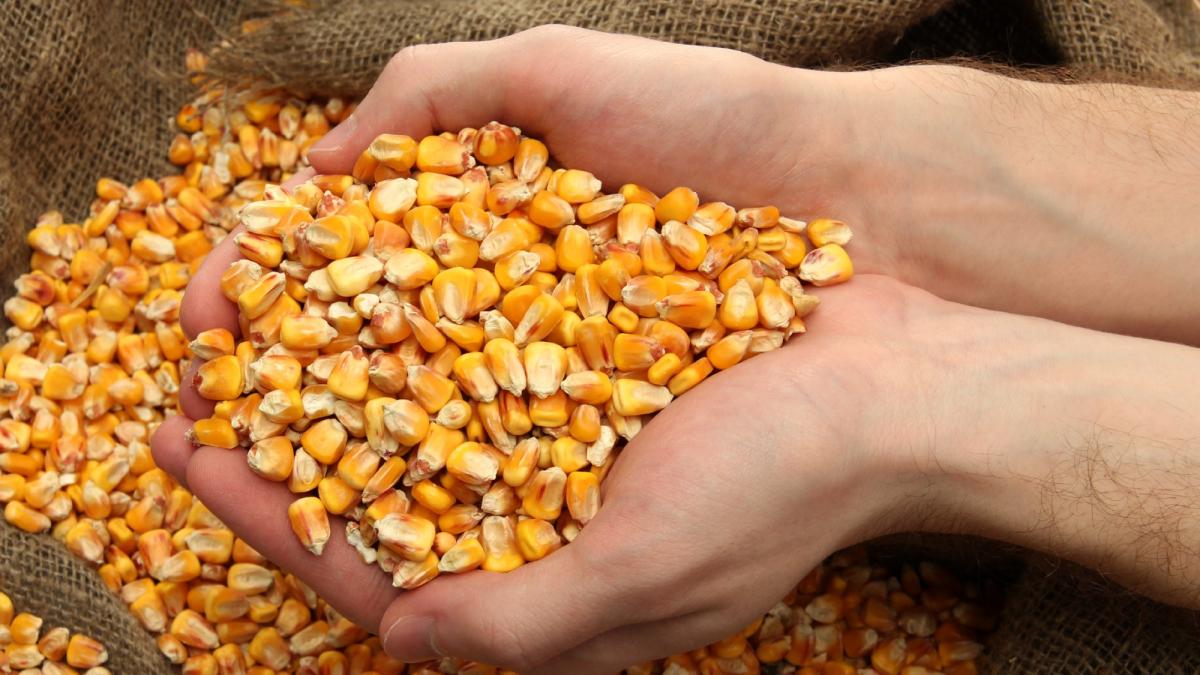 corn