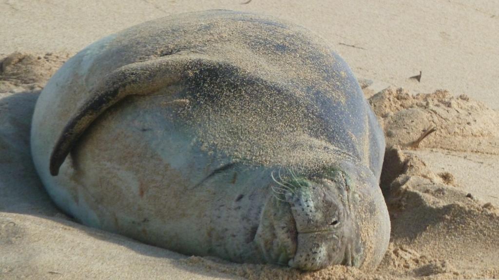 Hawaiian monk seal